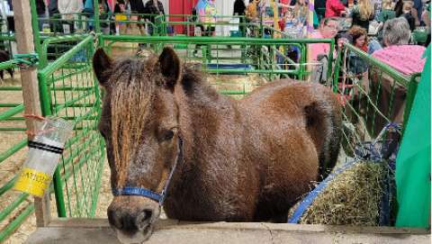 World of Pets Expo - Timonium