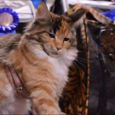 Cat Show