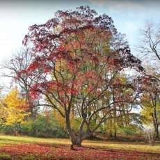 Fall in Grand Rapids