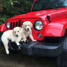 Southern Drift Jeep N Dogs