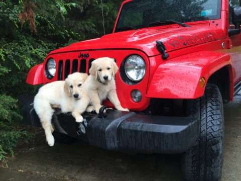 Southern Drift Jeep N Dogs