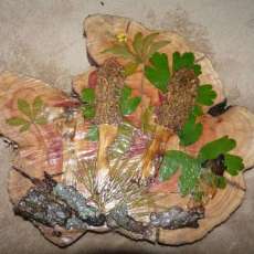 Morel Mushroom Plaque