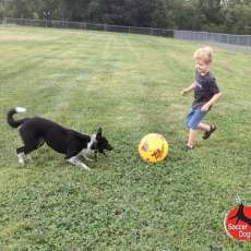 Kids and Soccer Dogs = Fun!