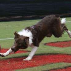 Soccer Dog BEK in Action