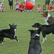 Group Soccer Dogs