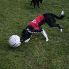 Soccer Dog Taking It Down the Field