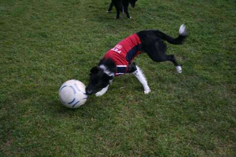 Soccer Dog Taking It Down the Field