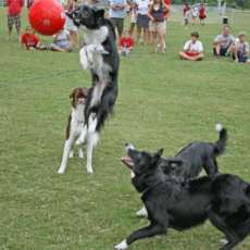 Soccer Dogs Catch Air