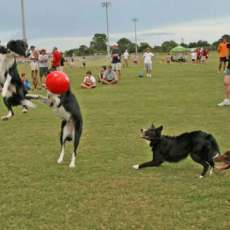 Soccer Dogs With People