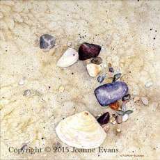 Shells & Stones