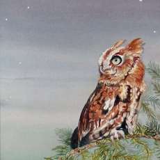 Screech Owl