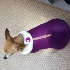 Purple Fleece/Sherpa Coat