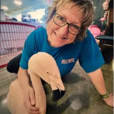 Flamingo at World Parrot Expo