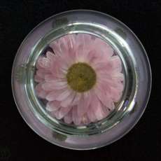 Dried Acroclinium Flower Paperweight