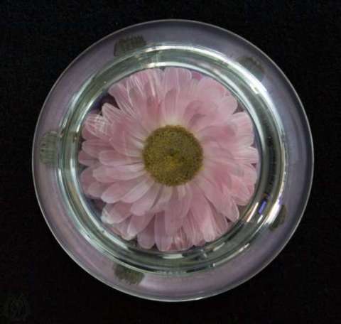 Dried Acroclinium Flower Paperweight