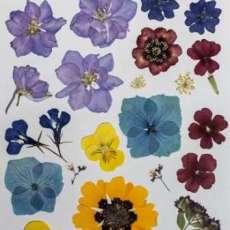 Assorted Pressed Flowers