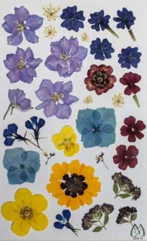 Assorted Pressed Flowers