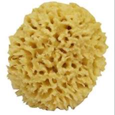 Close Up of Sea Wool Sponge