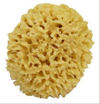 Close Up of Sea Wool Sponge