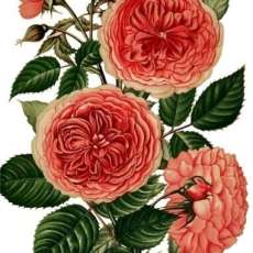 Vintage Roses