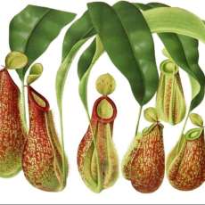 Pitcher Plants