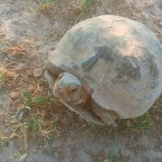 Old Times Texas Tortious