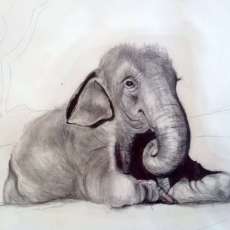 Peanut- Fine Arte Print- Pencil on Paper