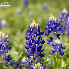 Blue Bonnets