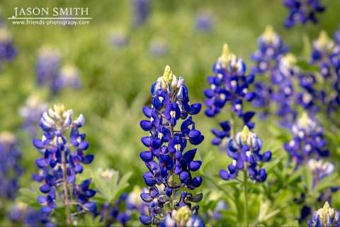 Blue Bonnets