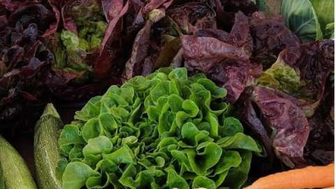 Spokane Valley Farmers Market - July