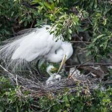 Nesting Egrets With Chicks