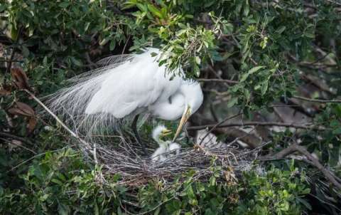 Nesting Egrets With Chicks
