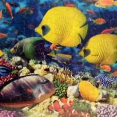 Yellow Butterfly Fish