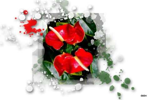 2 Red Flowers