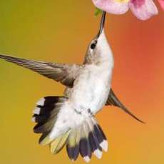 Female Black-chinned hummingbird