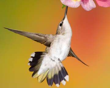 Female Black-chinned hummingbird