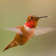 Male Rufus hummingbird