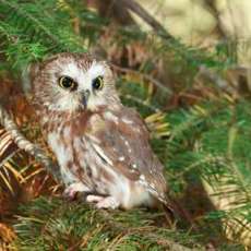 Saw-Whet owl