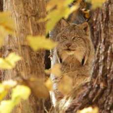 Canada Lynx