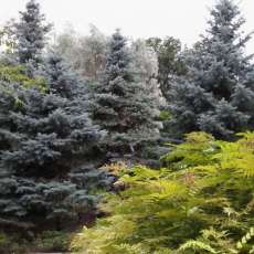 Blue Spruce