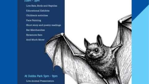 Bat Festival