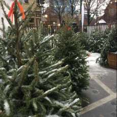 Christmas Trees in Snow