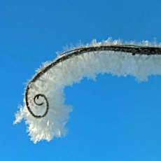 Hoar Frost Curly Cue