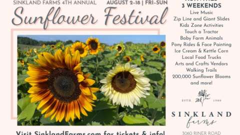 Sinkland Farms Sunflower Festival