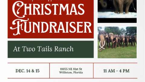 Elephant Appreciation Christmas Fundraiser