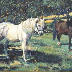Ponies in a Paddock