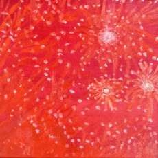 Stephanie Popielarczyk