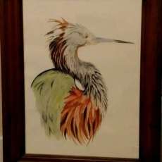 Tri Colored Heron