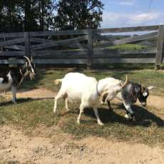 Our Mini Lamancha Nannies