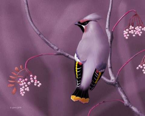 Bohemian Waxwing Portrait